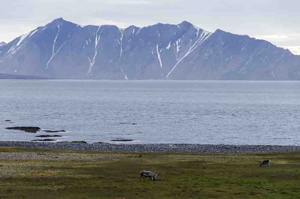 Reno - islas Svalbard - Noruega 3.jpg